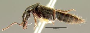 Media type: image;   Entomology 7312 Aspect: habitus lateral view
